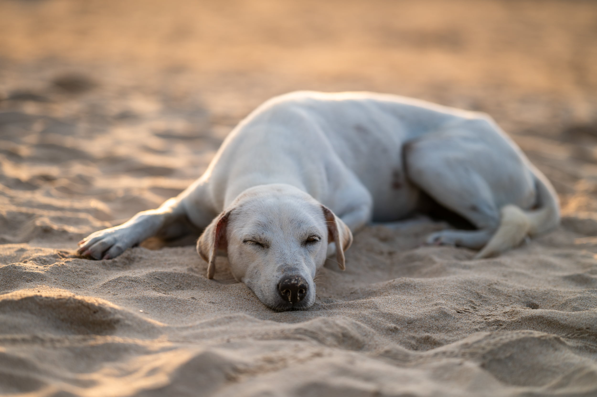hund am charlie beach koh mook hund am charlie beach koh mook