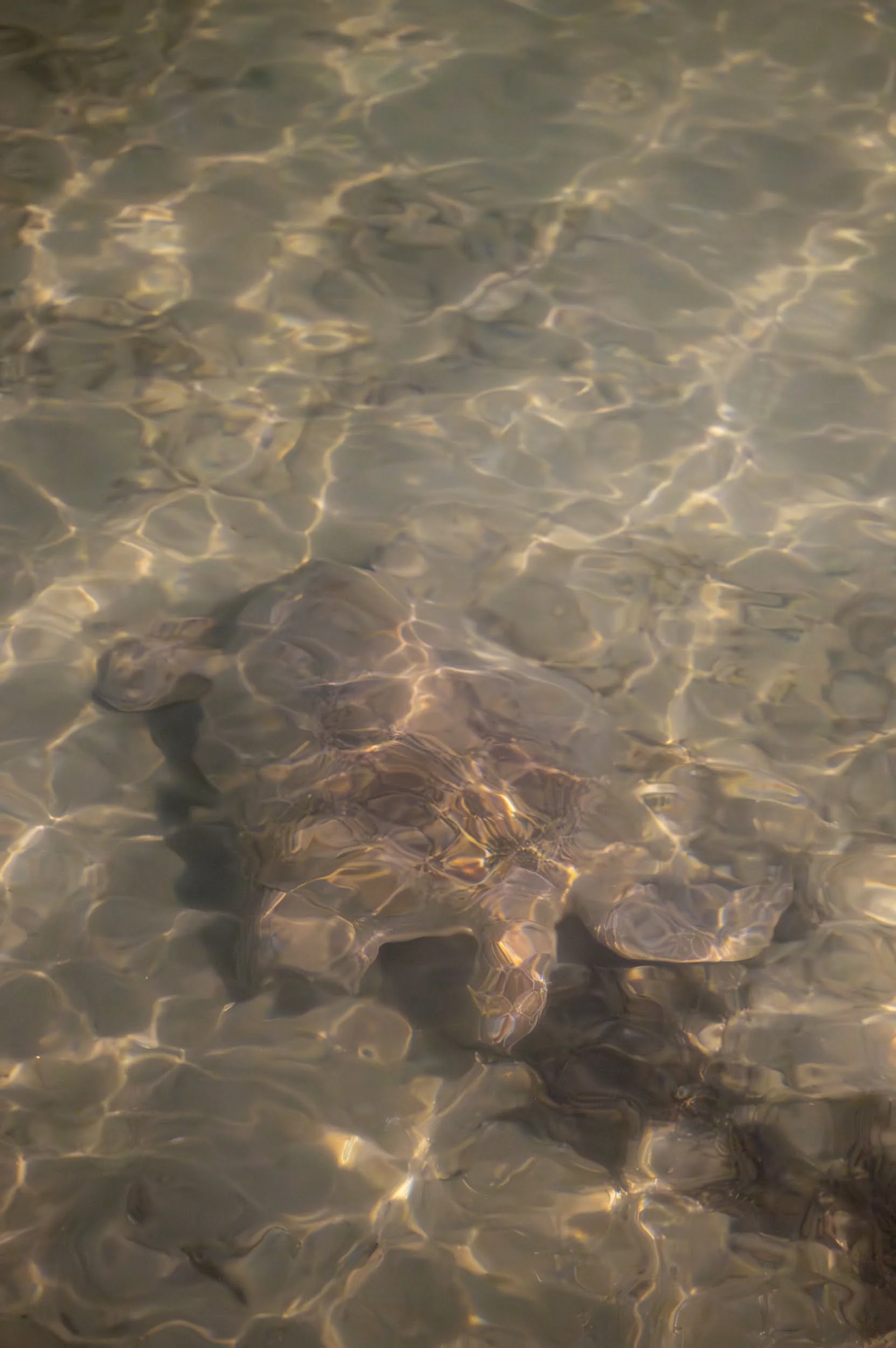 schildkröte auf koh mook schildkröte auf koh mook