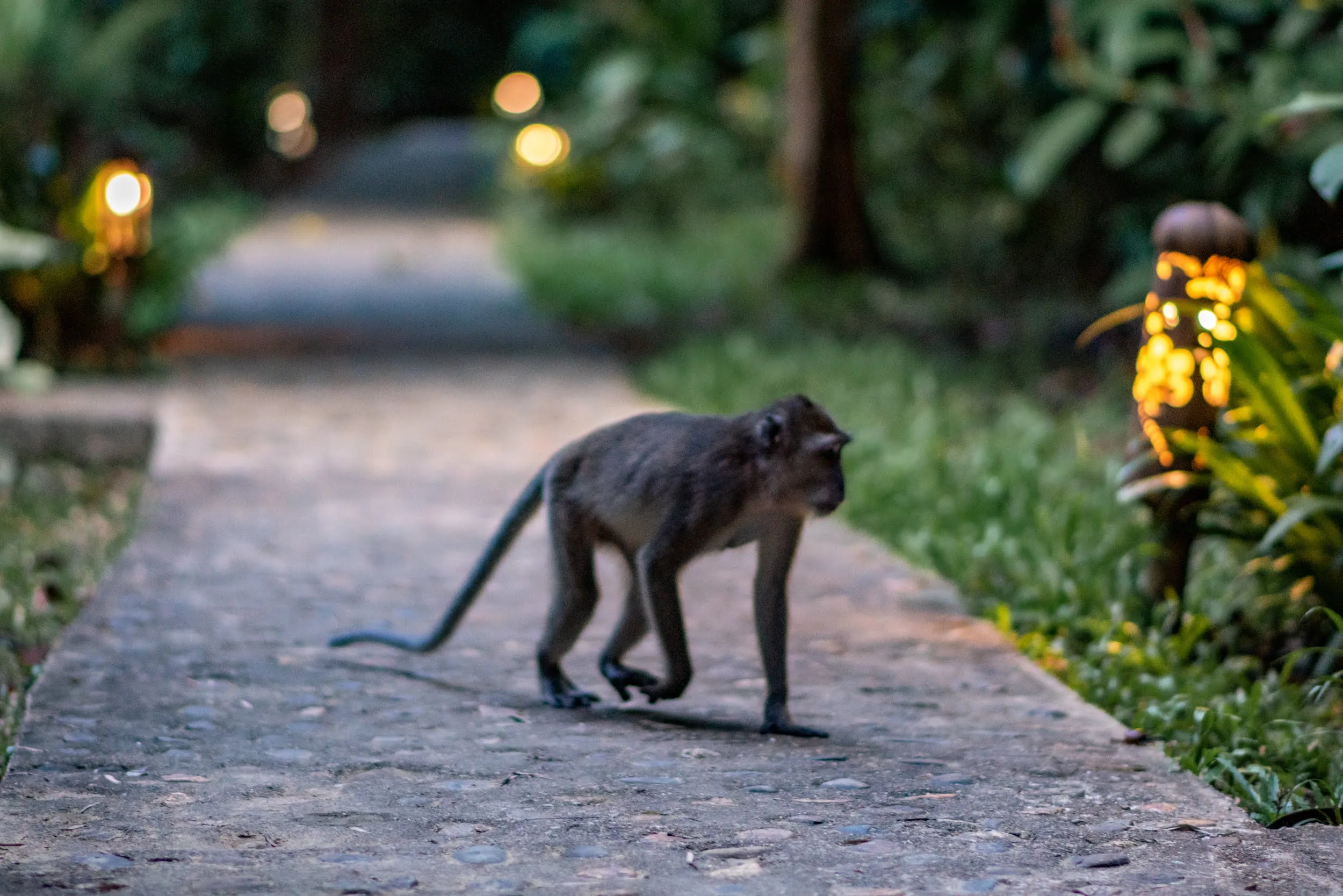 affe im hauptquartier khao sok nationalpark affe im hauptquartier khao sok nationalpark