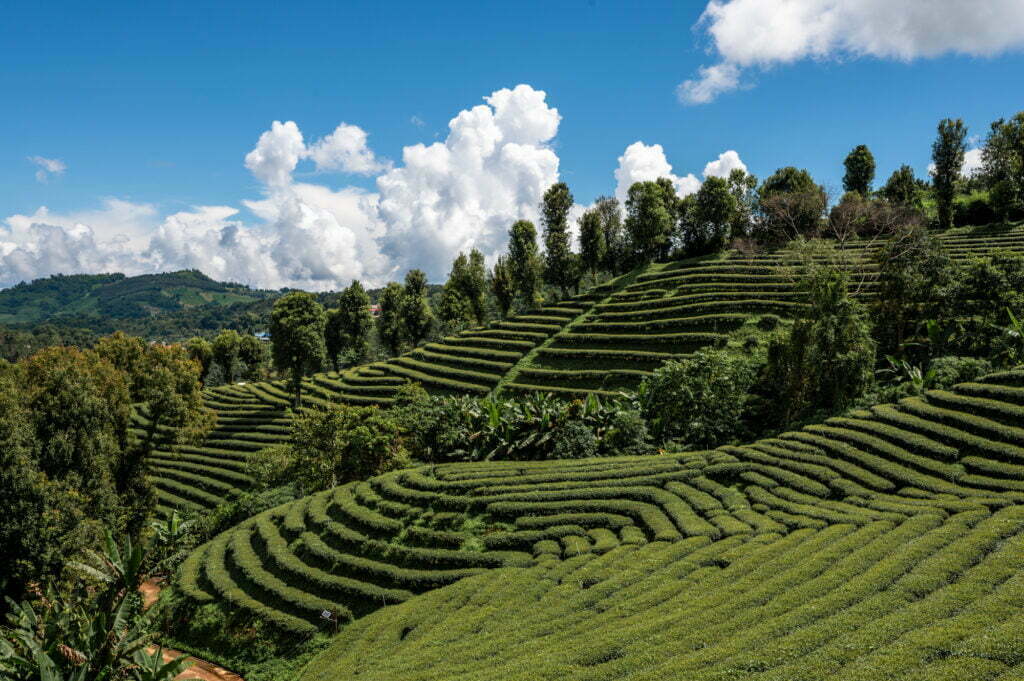 chiang rai