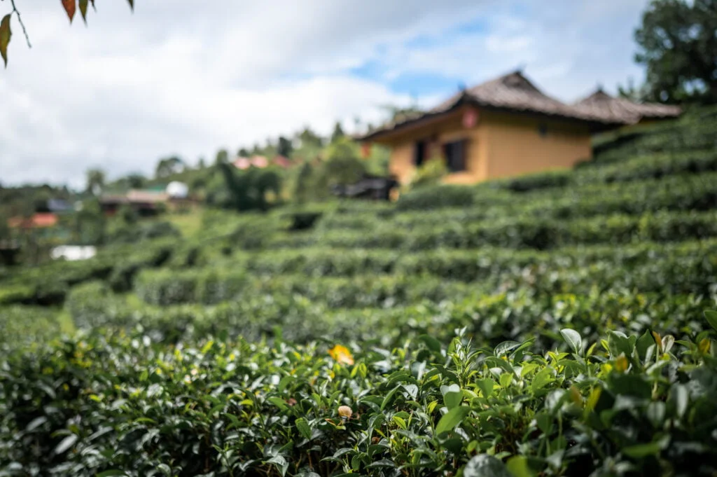 teeplantage nordthailand