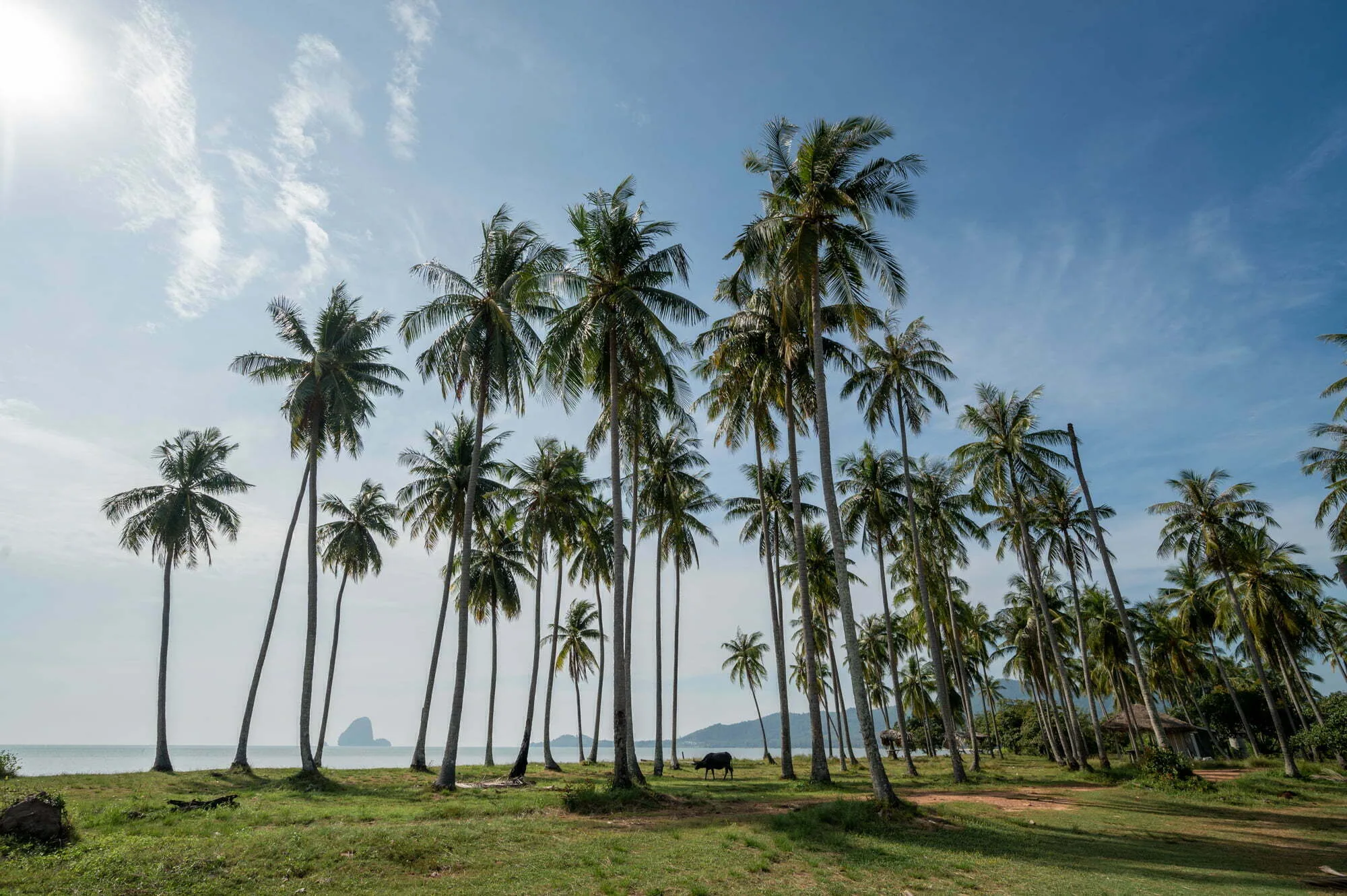 Palmen im Hinterland des Laem Had Beach auf Koh Yao Yai
