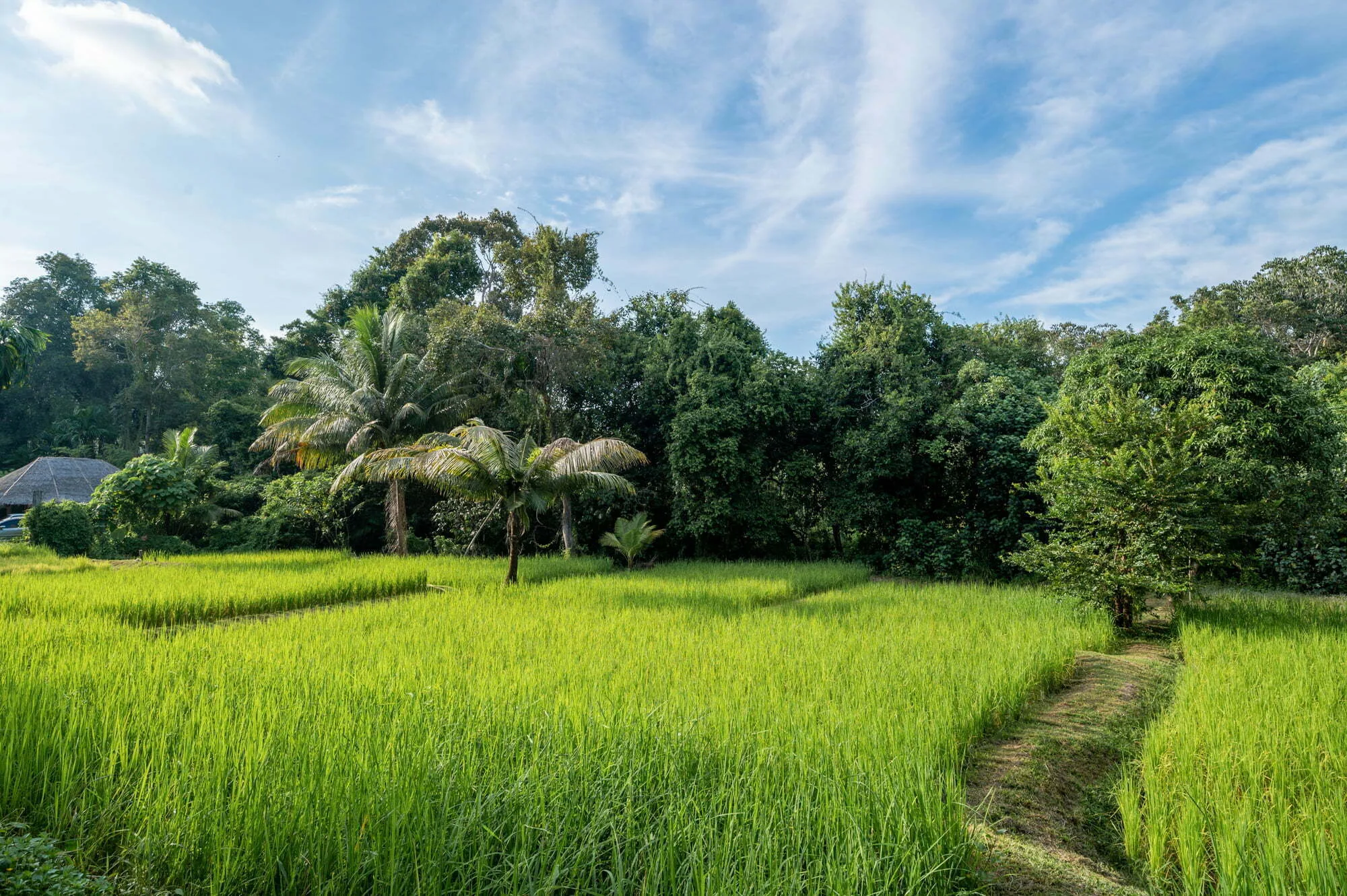 Reisfelder auf Koh Yao Yai