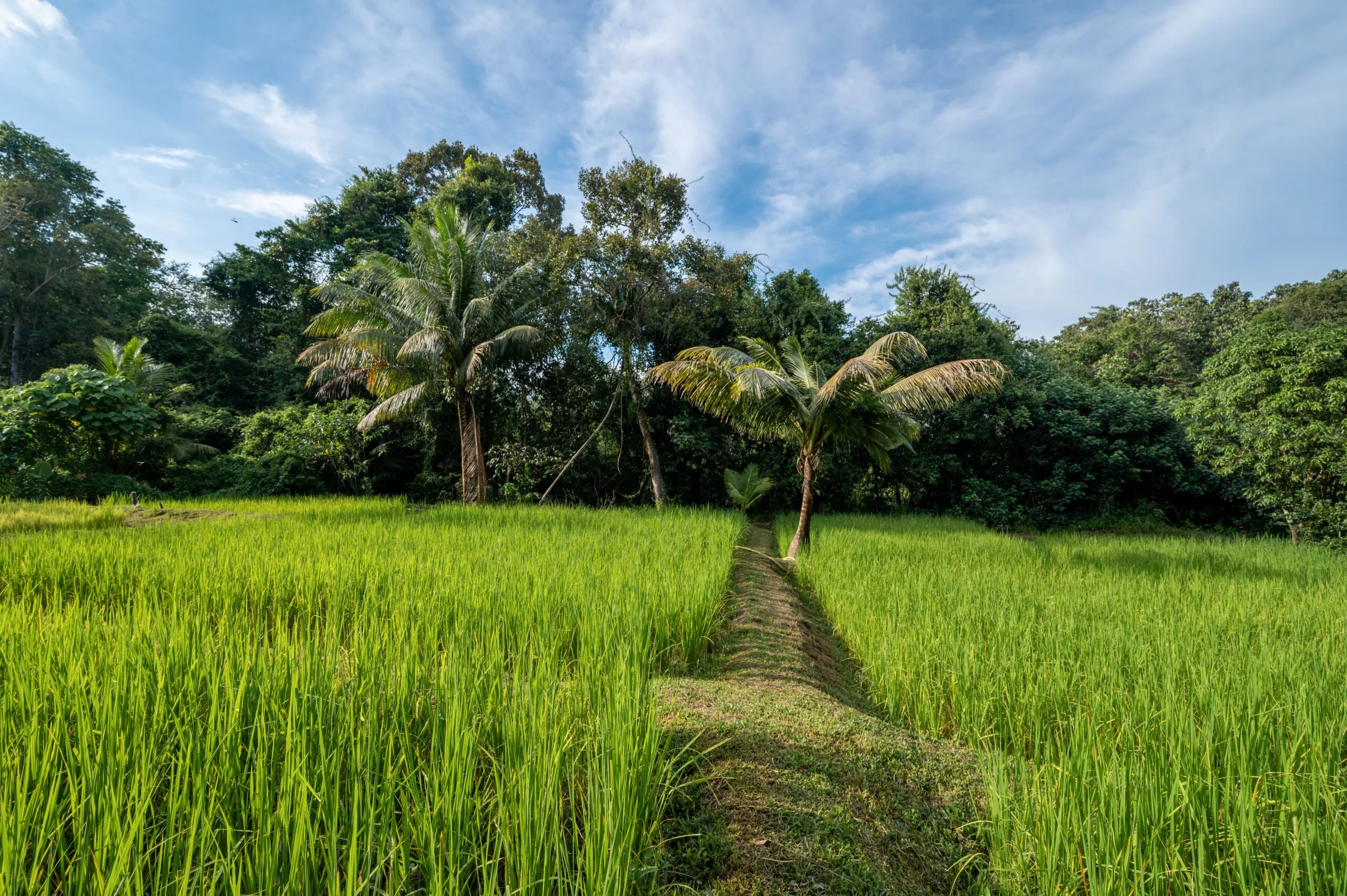 Reisfeld Koh Yao Noi thailand inseln