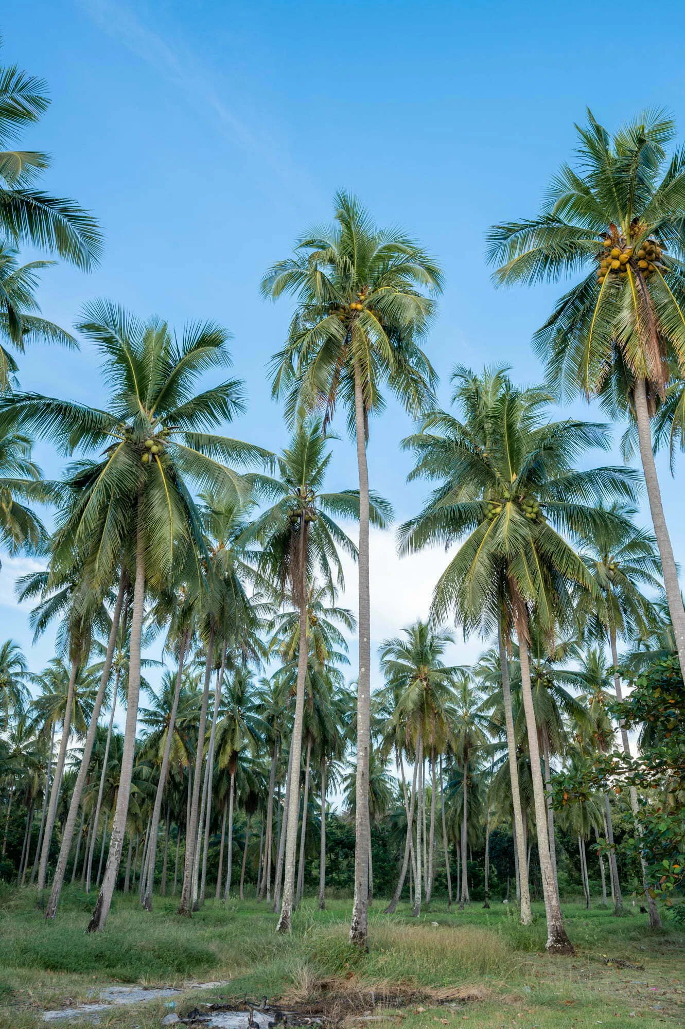 Palmen am Loh Jak Beach auf Koh Yao Yai