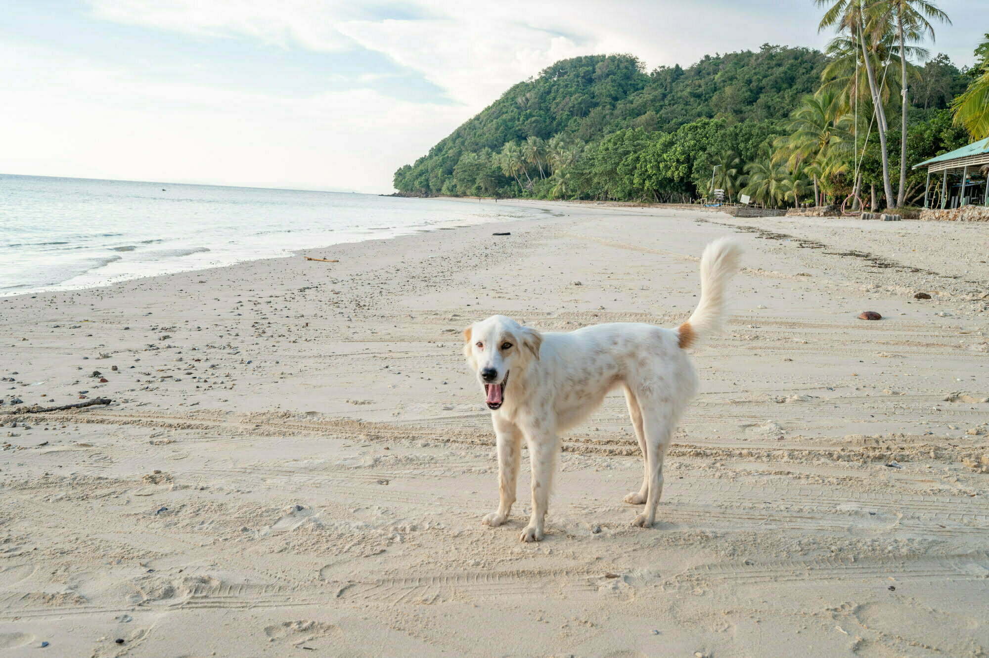 hund-koh-yao-yai Hund am Loh Jak Beach auf Koh Yao Yai