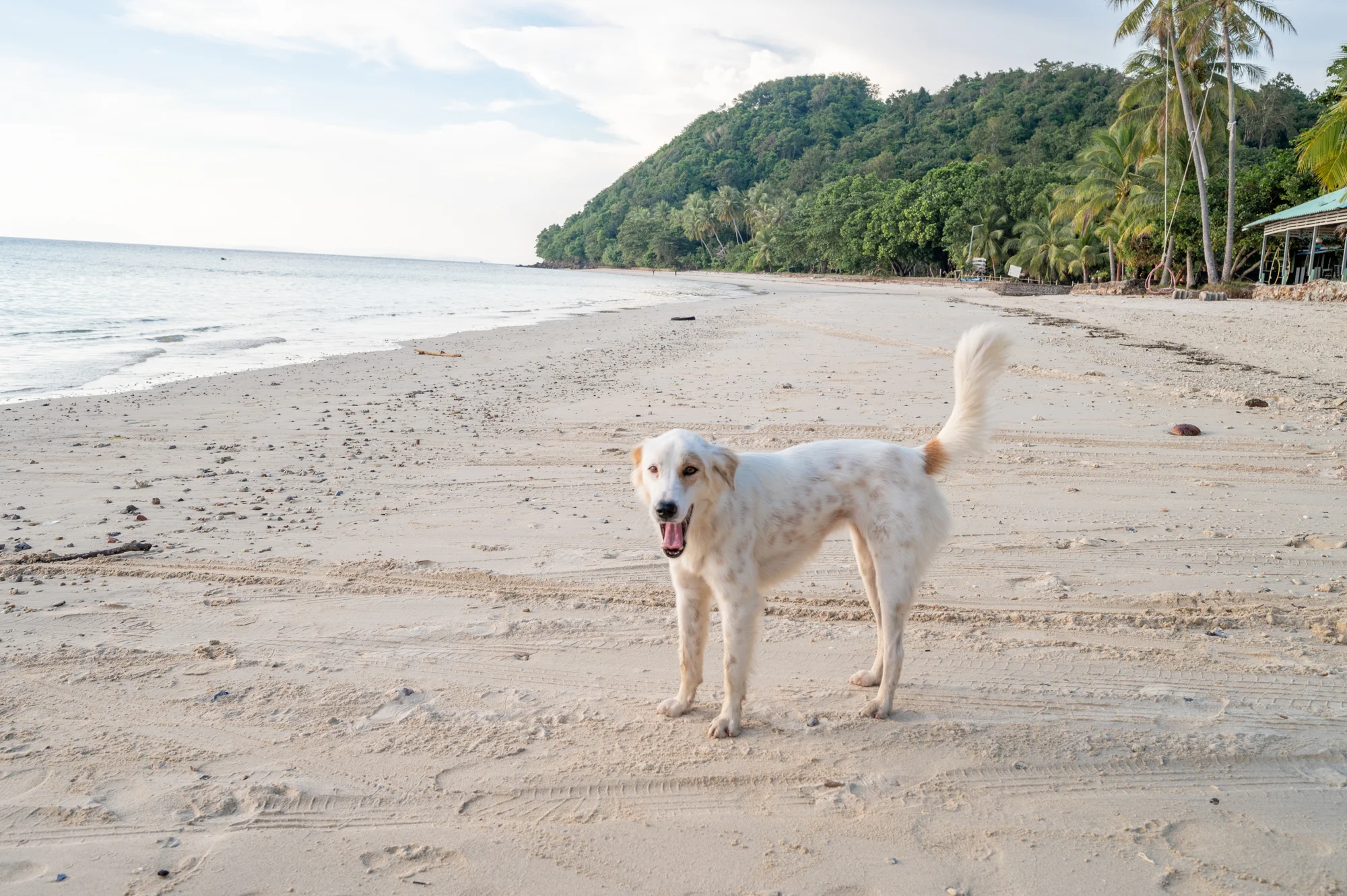 Hund am Loh Jak Beach auf Koh Yao Yai