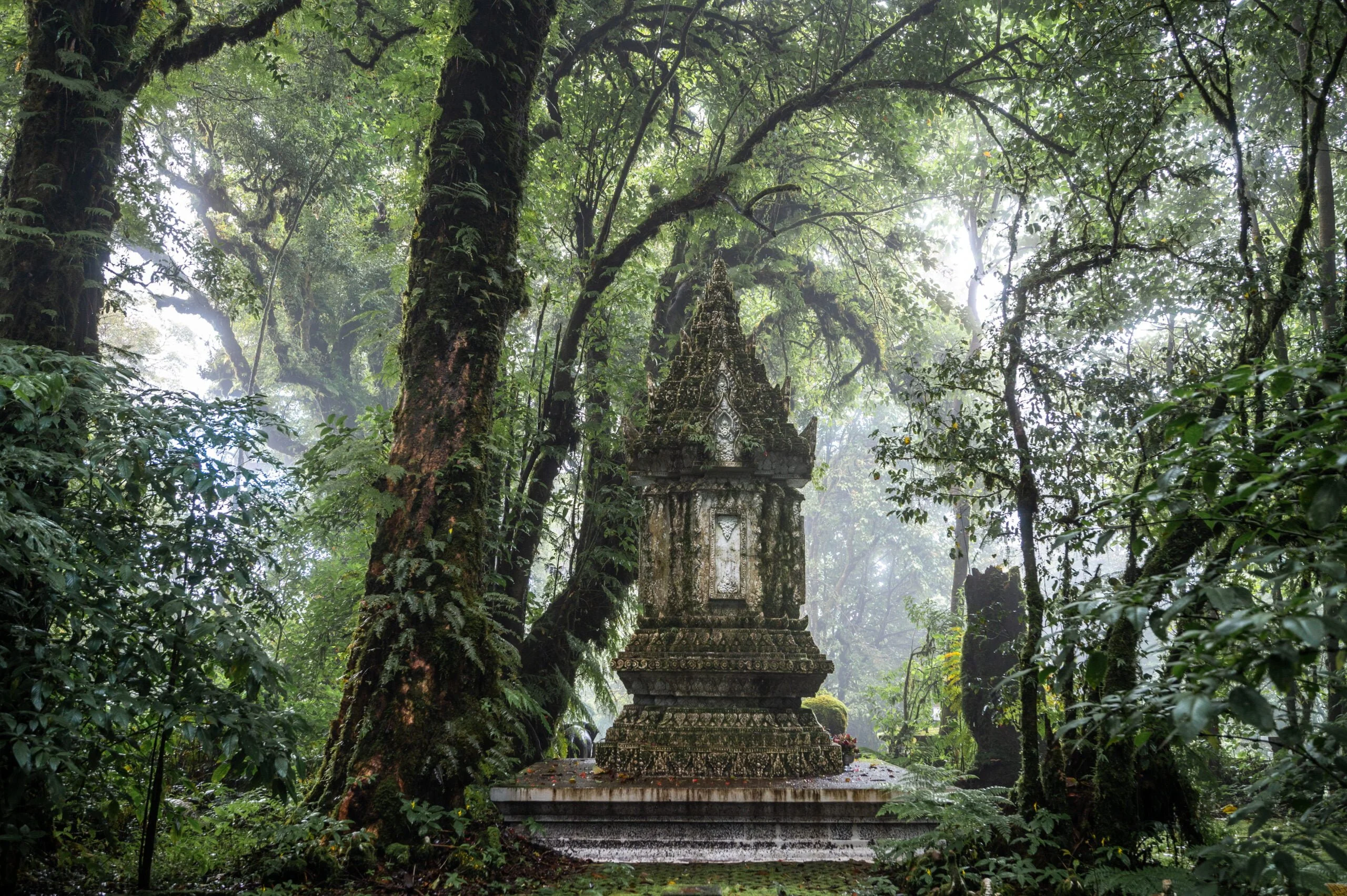 Nebelwald auf dem Gipfel des Doi Inthanon