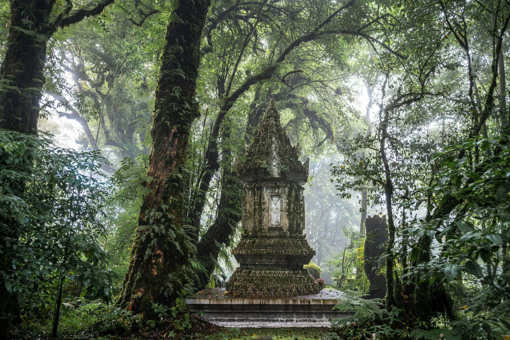 Chiang Mai Ausflug Doi Inthanon Nebelwald Nebelwald im Doi Inthanon Nationalpark