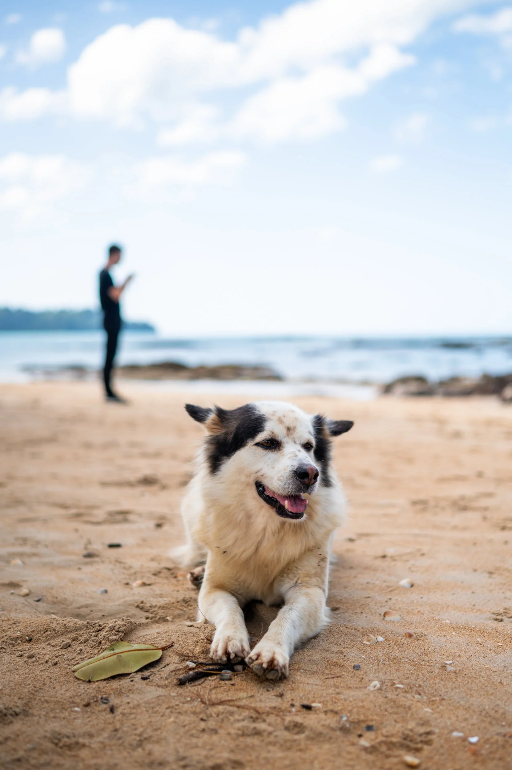 alex am nang thong beach mit hund khao lak strände