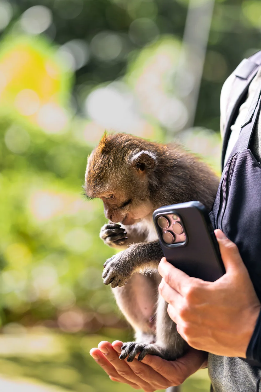 Affe sitzt im Sangeh Monkey Forest auf Alex Hand