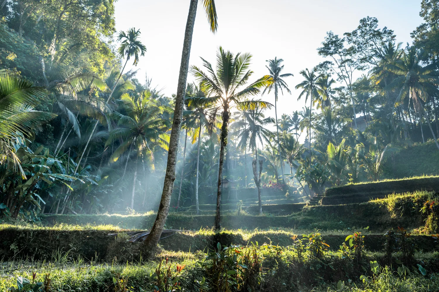 Sonnenstrahlen fallen durch Palmenblätter auf die Tegalalang Reisterrassen bei Ubud