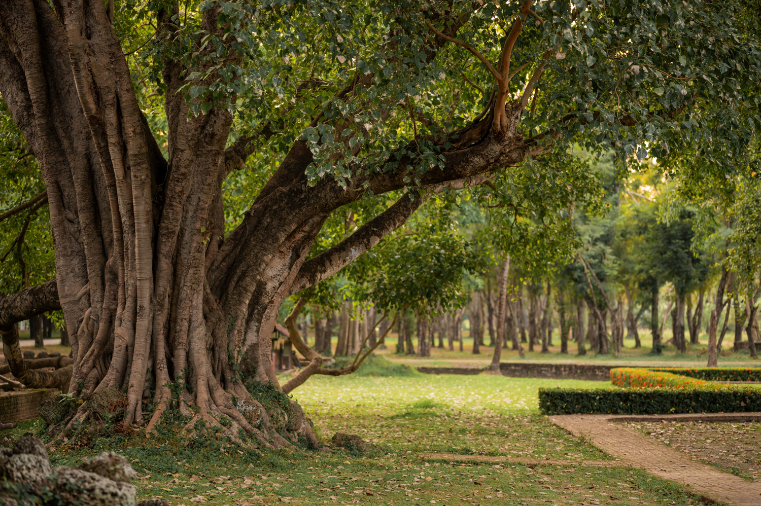 geschichtspark sukhothai Bäume und Wege im Geschichtspark Sukhothai