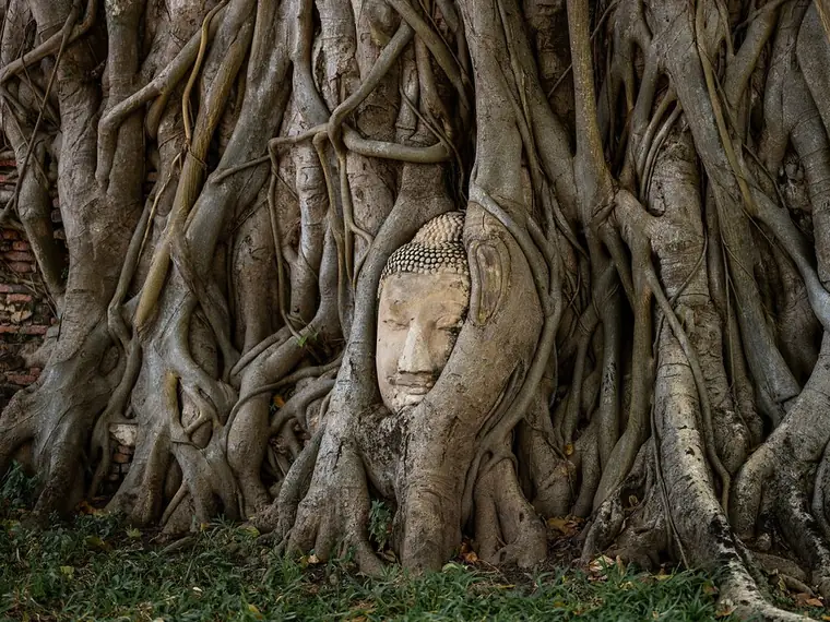 Buddha-Kopf in den Wurzeln eines Baumes im Wat Mahathat in Ayutthaya