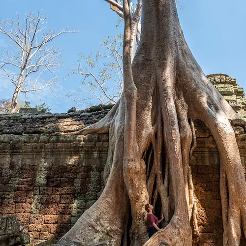 Baum mit mächtigen Wurzeln über einer Tempelmauer in Angkor