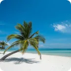 Palme am Pagoda Beach auf Koh Rong