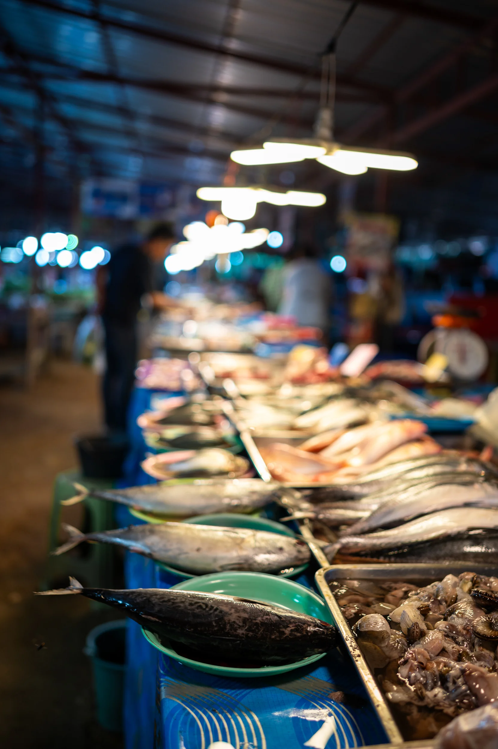 khao lak maerkte (3) Fisch auf dem Bang Niang Frischemarkt