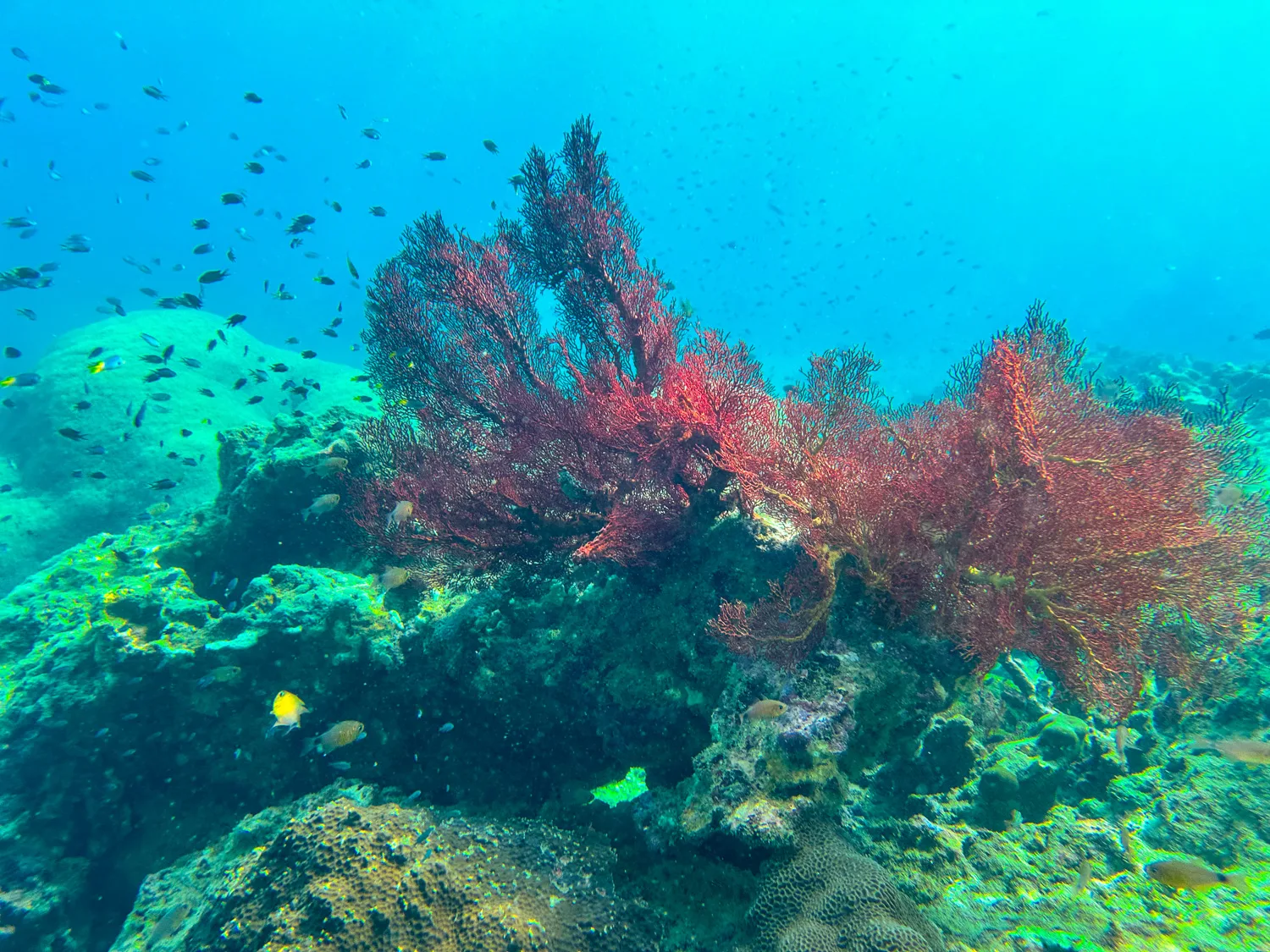 Koralle auf den Khai Islands