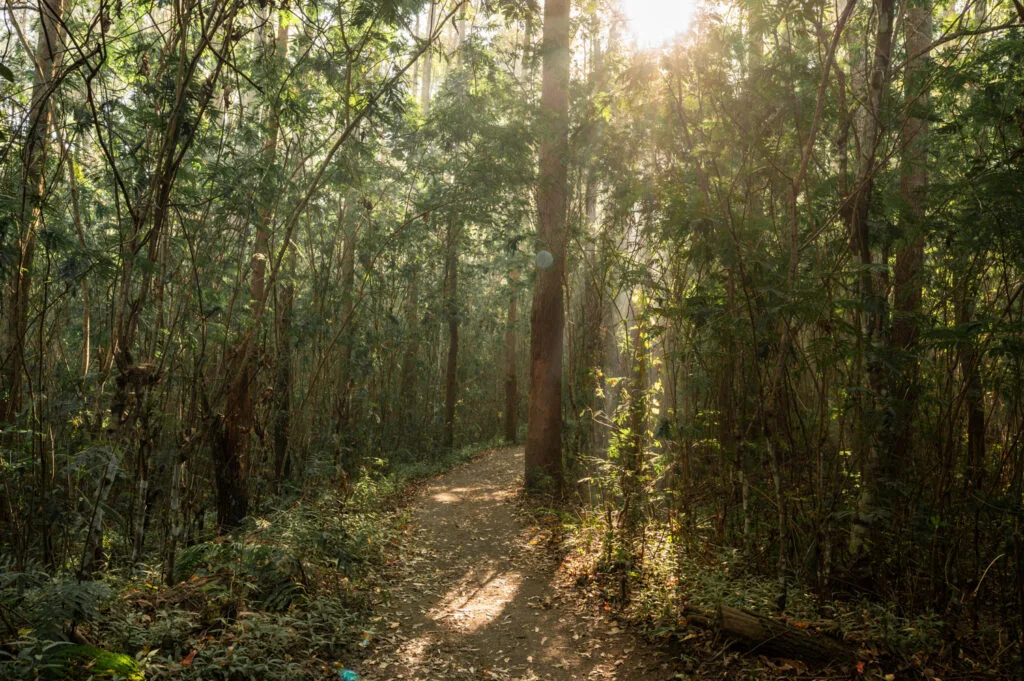 Wald am Fuße des Mount Batur