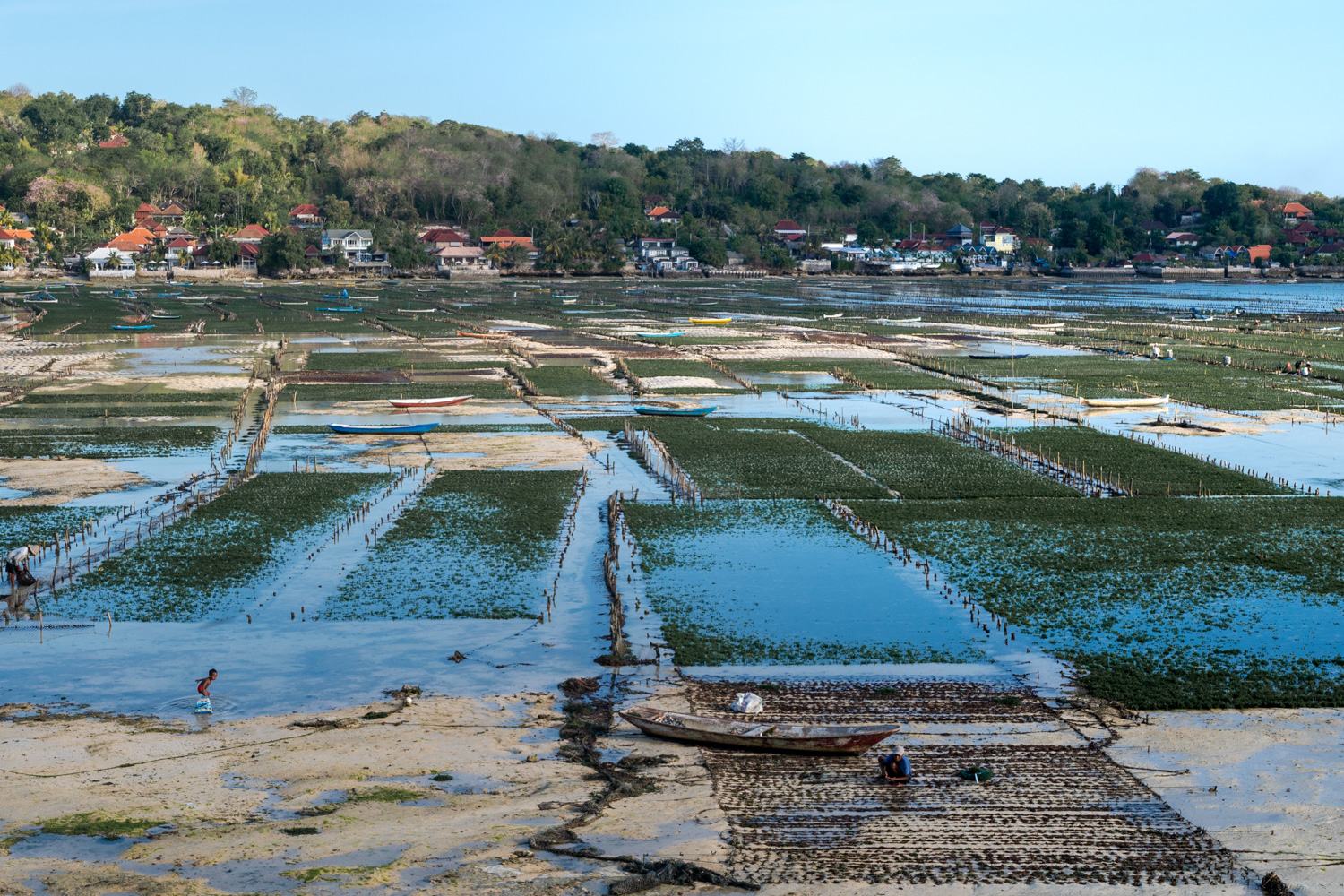 nusa lembongan (49) Seaweed Farmen zwischen Nusa Lembongan und Nusa Ceningan bei Ebbe