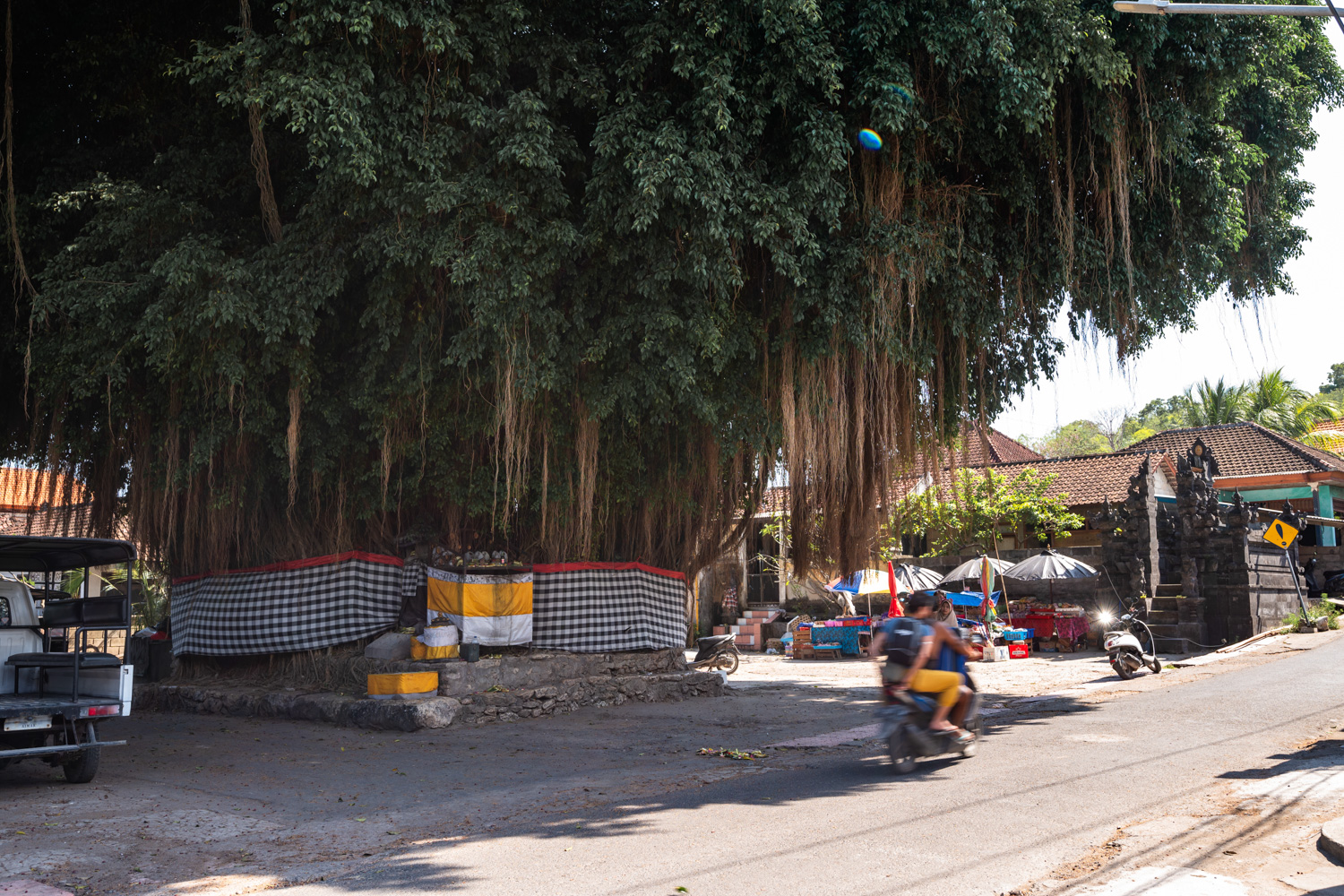 nusa lembongan (59) Der erstaunlich große Big Tree im Inselinneren von Nusa Lembongan