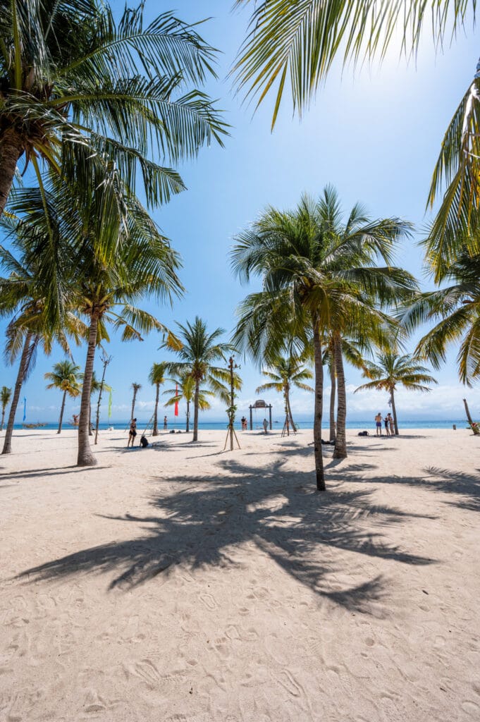 Palmen am White Sand Beach auf Nusa Lembongan