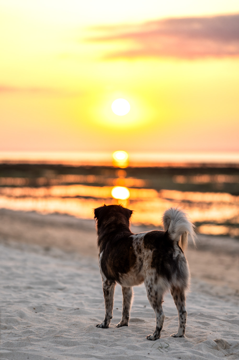 nusa lembongan (75) Hund beobachtet den Sonnenuntergang am White Sand Beach auf Nusa Lembongan