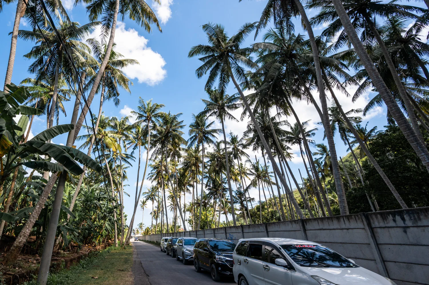Palmenhain entlang der Straße zur Crystal Bay