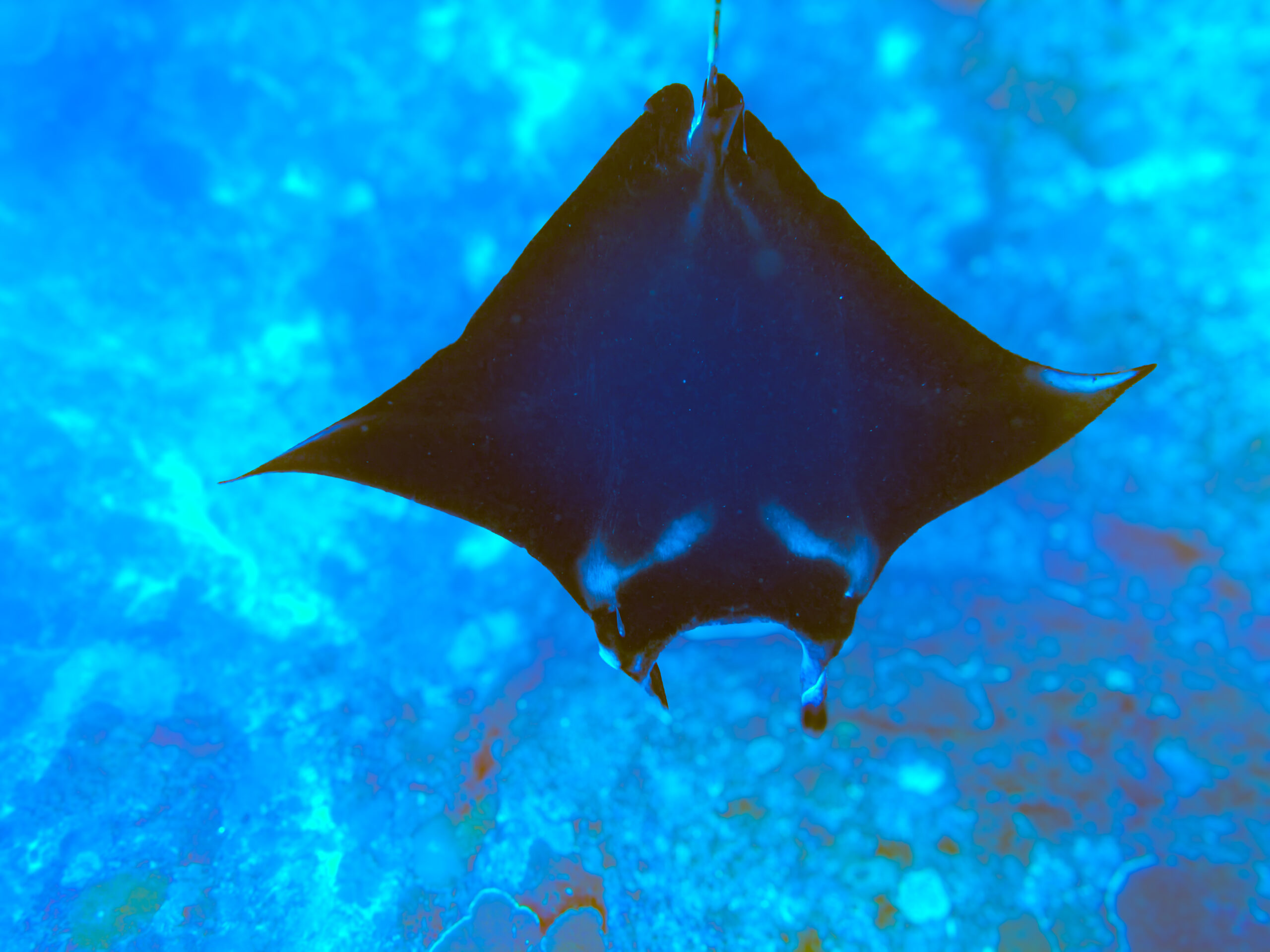 nusa penida sehenswuerdigkeiten (1) Mantarochen am Manta Point auf Nusa Penida