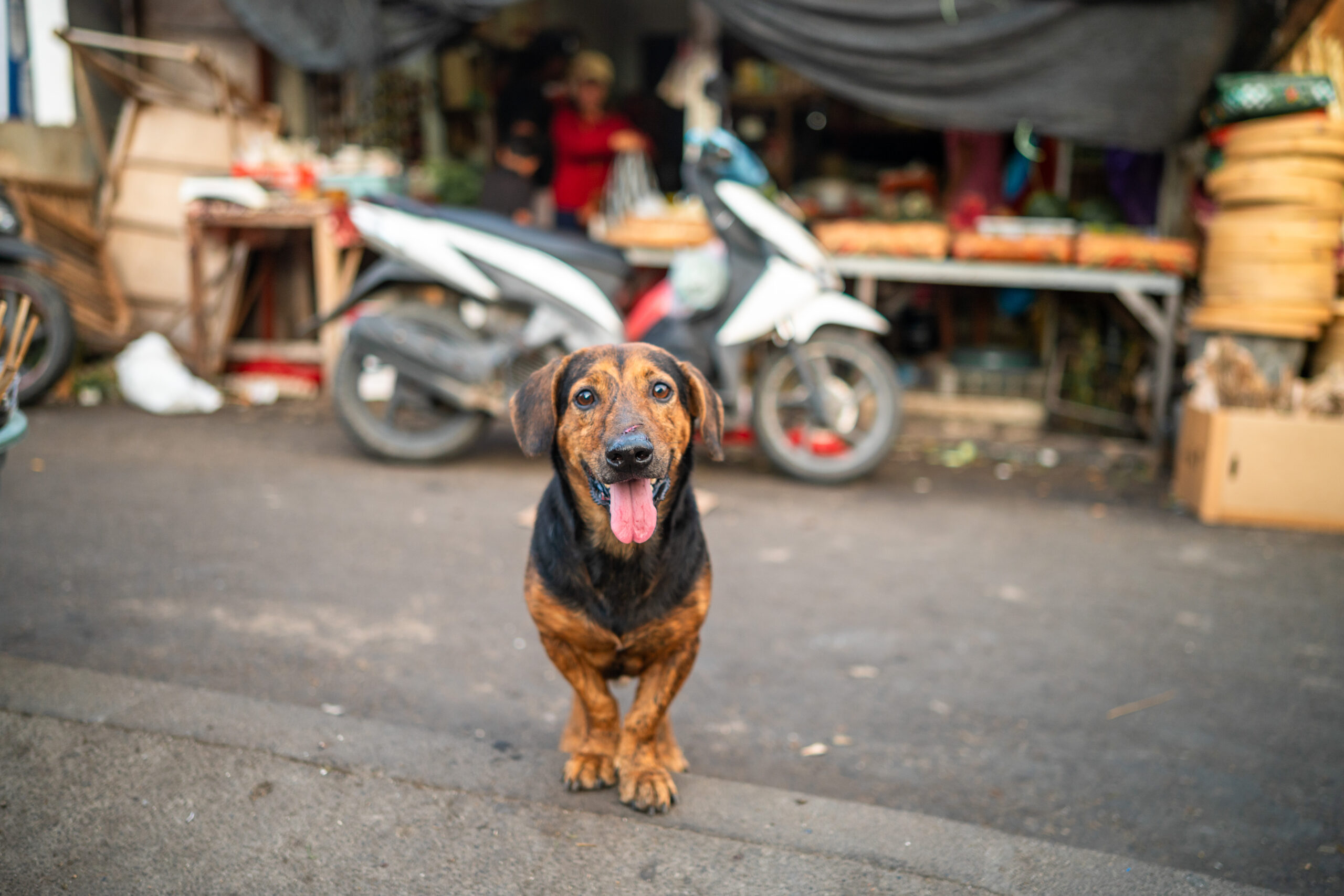 nusa penida sehenswuerdigkeiten (33) Hund auf dem Morning Market in Batununggul