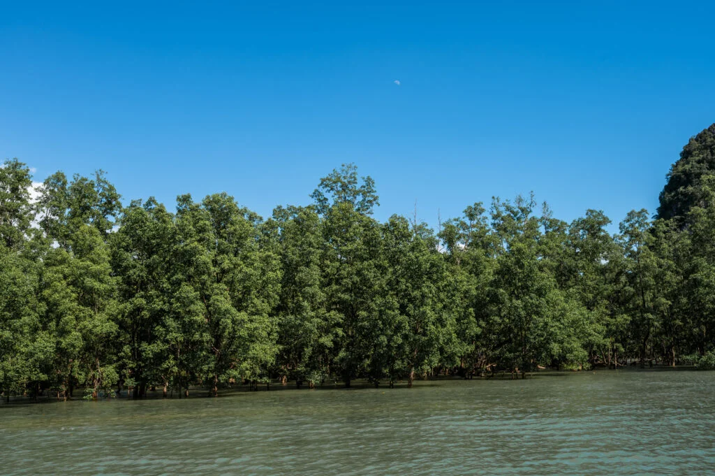 Mangroven in der Phang Nga Bucht