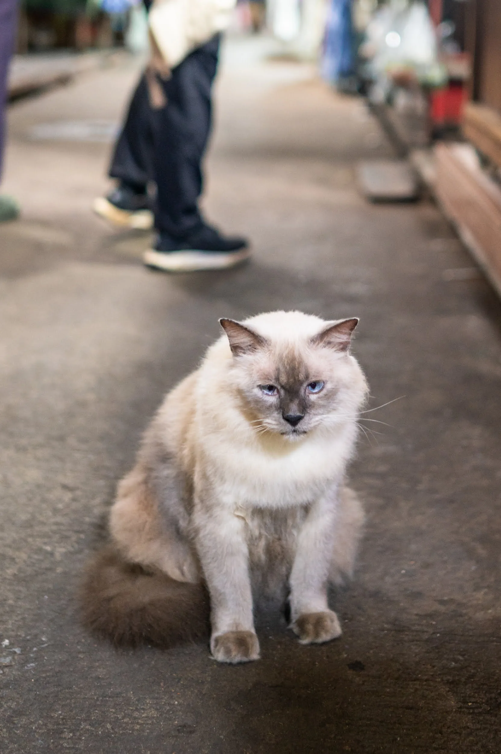 phang nga bucht (20) Katze auf Koh Panyee