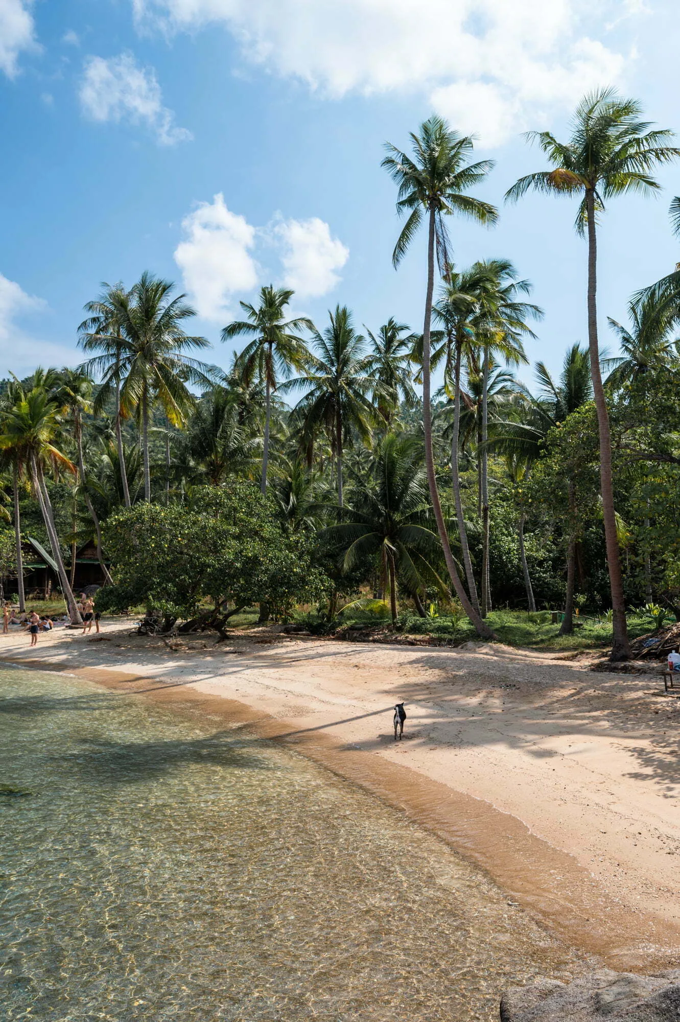 sai nuan 1 oder thongson oder so s (1) koh tao