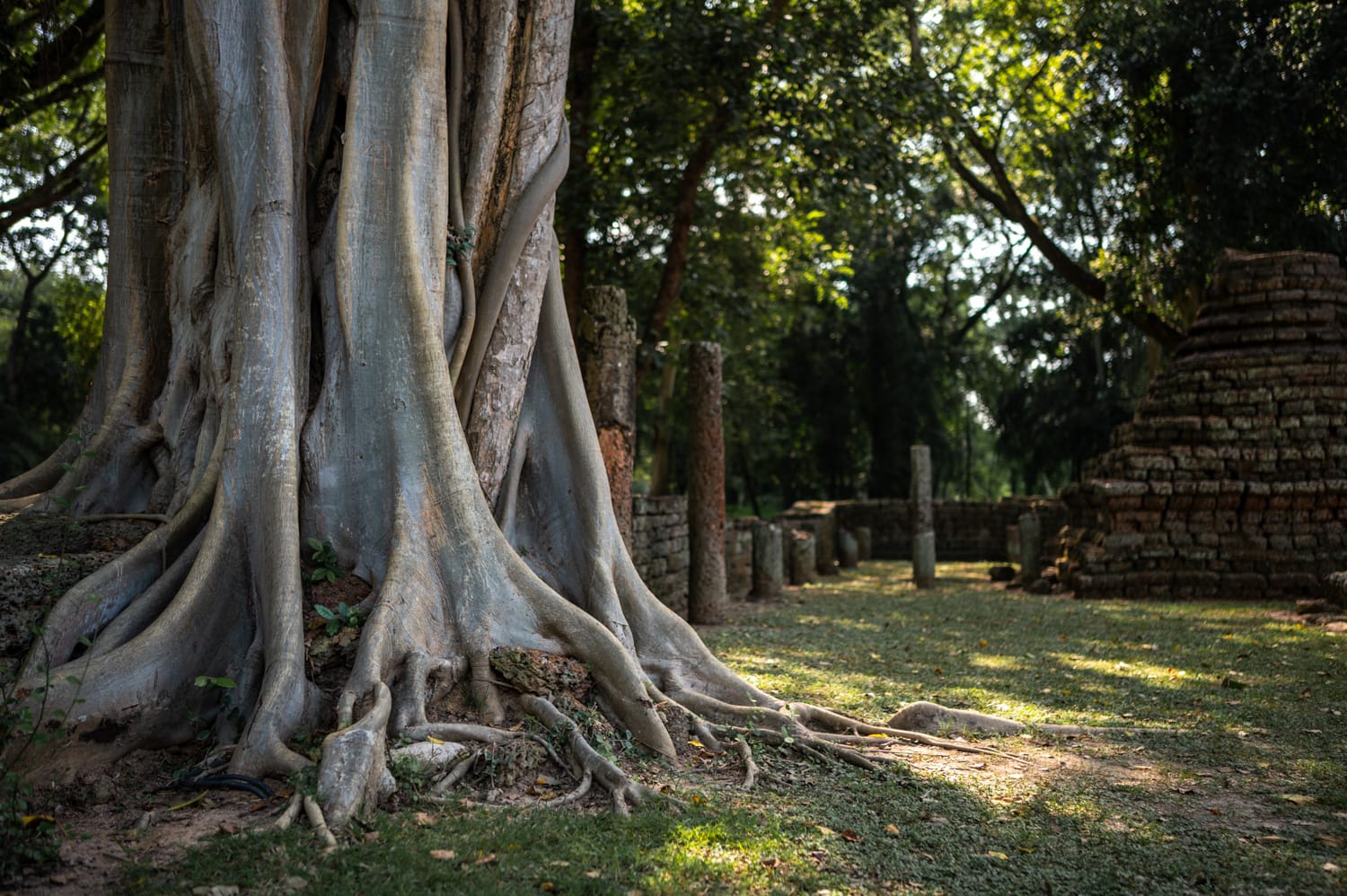 si satchanalai thailand (3) Baumwurzel überwuchert eine Lateritmauer im Si Satchanalai Historical Park