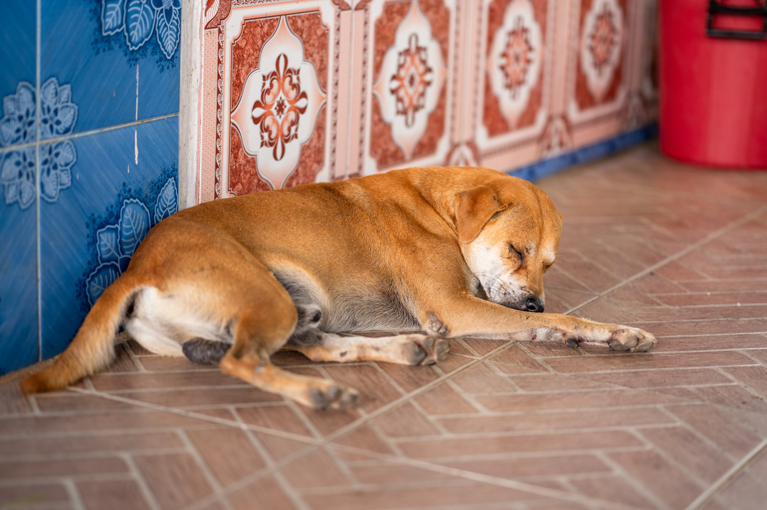 sukhothai morning market (2) Hund auf dem Sukhothai Morning Market
