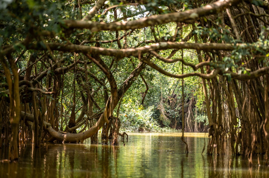 Mangroven im Little Amazon