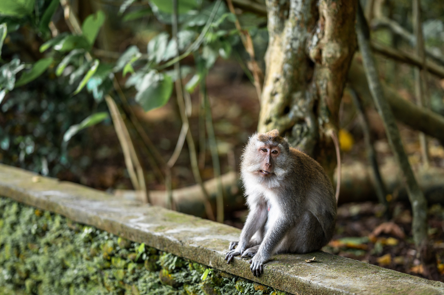 ubud hotels (2) Affe im Monkey Forest in Ubud
