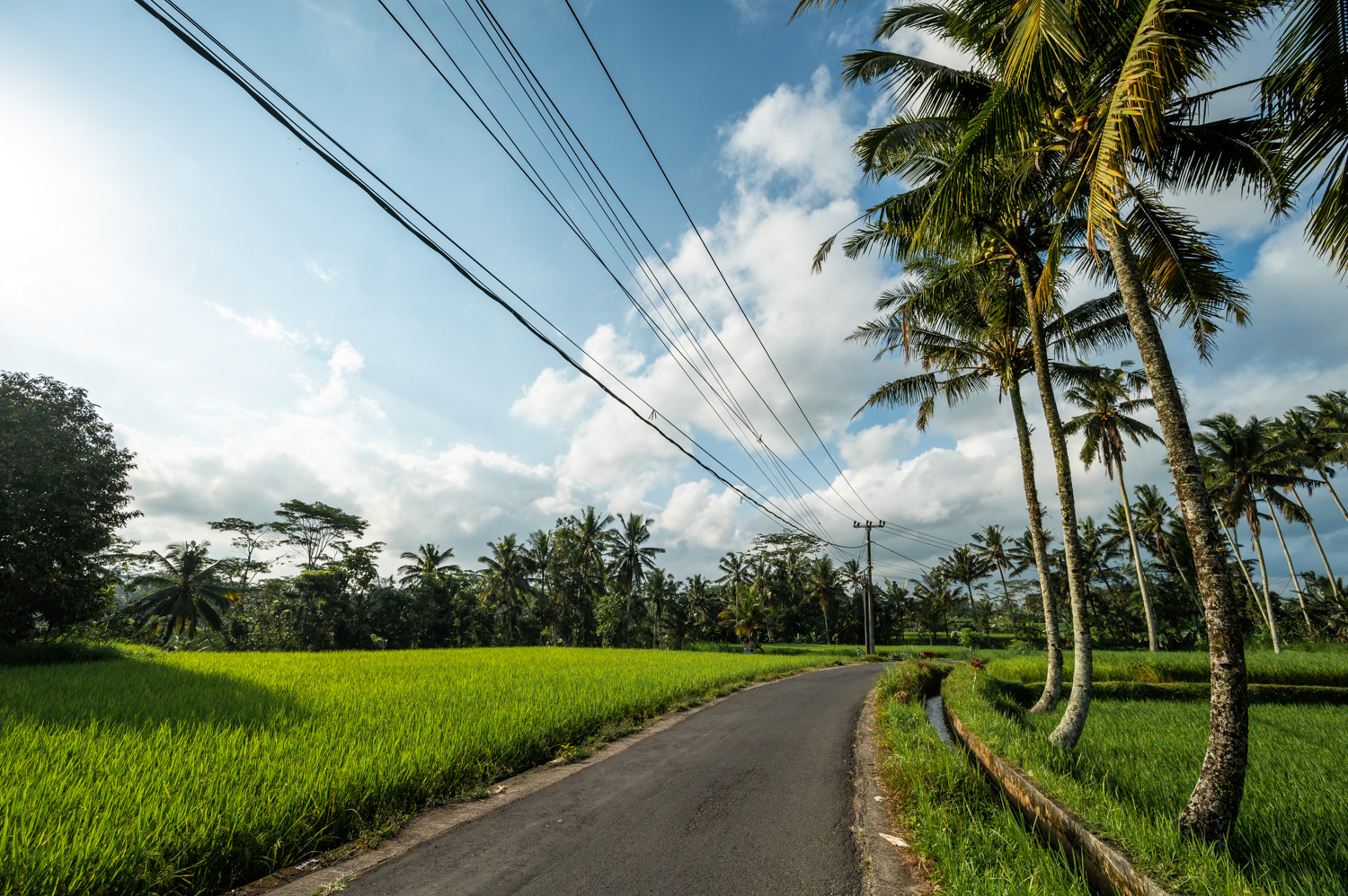 ubud hotels (9) Reisfelder im Westen von Ubud